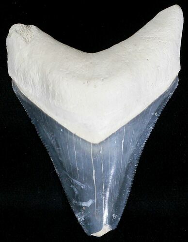Serrated Bone Valley Megalodon Tooth #18458